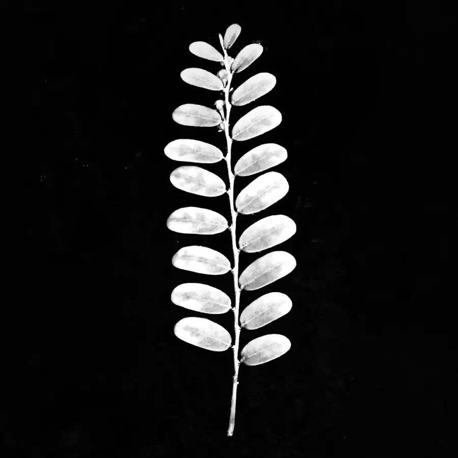 Silver leaf